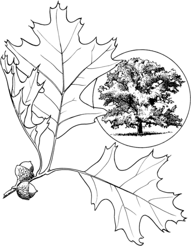 Eastern Black Oak Coloring Page